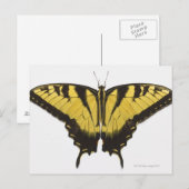 Western Tiger Frack Butterfly Postkarte (Vorne/Hinten)