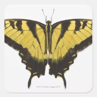 Western Tiger Frack Butterfly