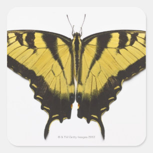 Western Tiger Frack Butterfly Quadratischer Aufkleber