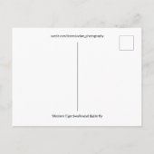 Western Tiger Frack Butterfly Schließen Foto Postkarte (Rückseite)