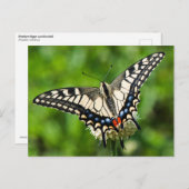 Western-Tiger-Frack (Papilio rutulus) Postkarte (Vorne/Hinten)