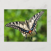 Western-Tiger-Frack (Papilio rutulus)