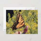 Western-Tiger-Frack Postkarte (Vorne/Hinten)