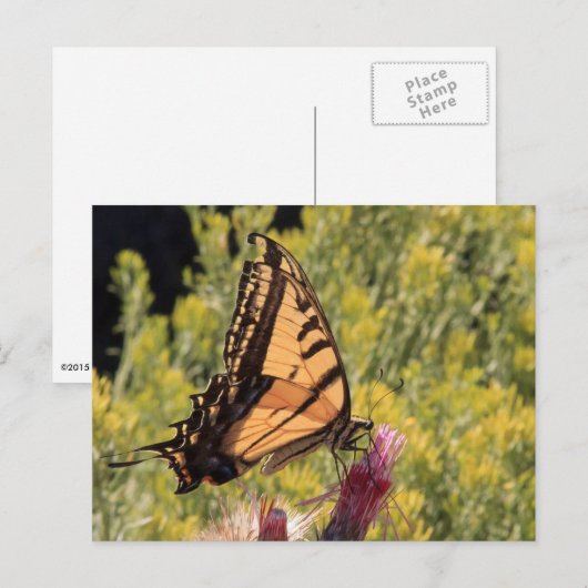 Western-Tiger-Frack Postkarte (Vorne/Hinten)