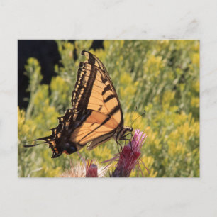 Western-Tiger-Frack Postkarte