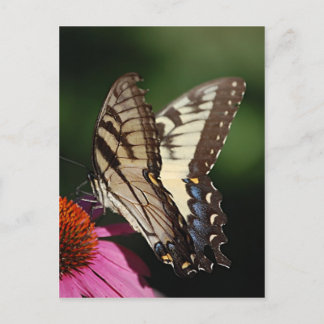 Western Tiger Frack Postkarte