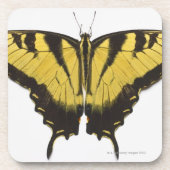 Western-Tiger-Frack-Schmetterling Untersetzer (Vorderseite)