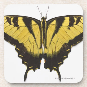 Western-Tiger-Frack-Schmetterling Untersetzer
