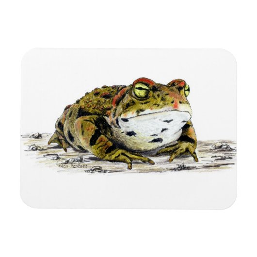 Western Toad Magnet (Horizontal)