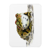 Western Toad Magnet (Vertikal)