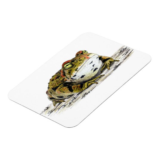 Western Toad Magnet (Linke Seite)