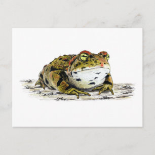 Western Toad Postkarte