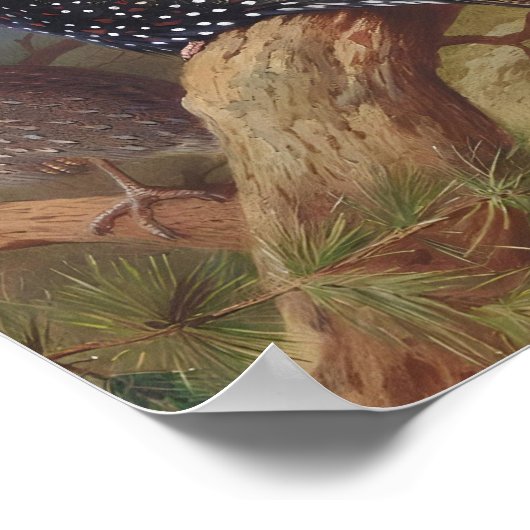 Western tragopan, Vogelbilder Poster (Ecke)