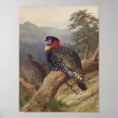 Western tragopan, Vogelbilder Poster (Vorne)