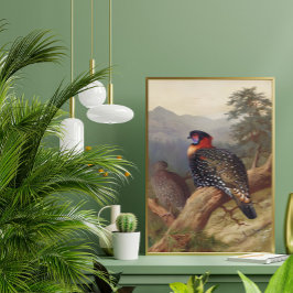 Western tragopan, Vogelbilder Poster