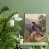 Western tragopan, Vogelbilder Poster
