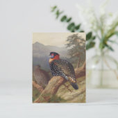 Western tragopan, Vogelbilder Postkarte (Stehend Vorderseite)