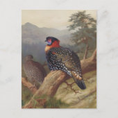 Western tragopan, Vogelbilder Postkarte (Vorderseite)