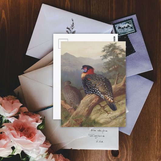 Western tragopan, Vogelbilder Postkarte