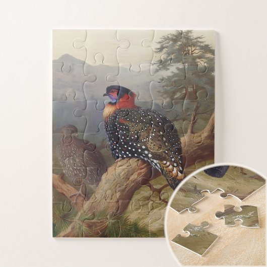 Western tragopan, Vogelbilder Puzzle
