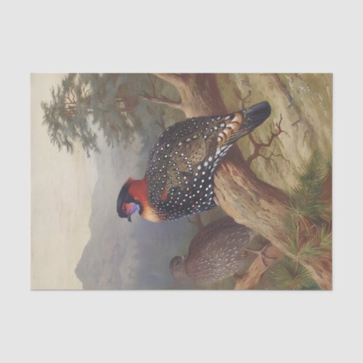 Western tragopan, Vogelbilder Seidenpapier (Vorderseite)