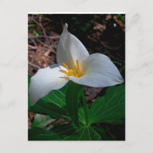Western Trillium 01 Postkarte