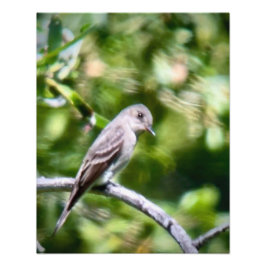 Western Wood Pewee Fotodruck