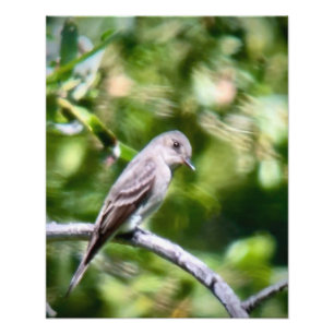 Western Wood Pewee Fotodruck