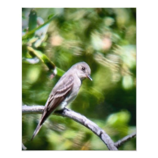 Western Wood Pewee Fotodruck (Vorne)