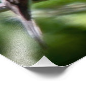 Western Wood Pewee Fotodruck (Ecke)