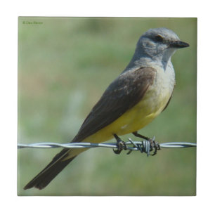 WesternB31 Kingbird Fliese