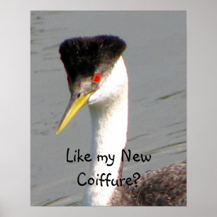 Westerngrebe-Plakat Poster