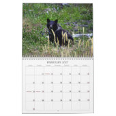 Westernkanadische Grizzly-Bären Kalender (Feb 2027)