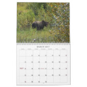 Westernkanadische Grizzly-Bären Kalender (Mär 2027)