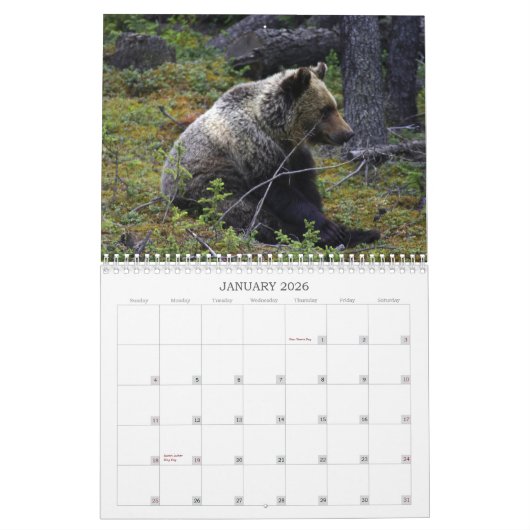 Westernkanadische Grizzly-Bären Kalender (Jan 2026)