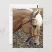 WesternPalomino Postkarte (Vorne/Hinten)