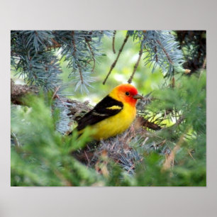 Westerntanager-Druck Poster