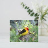 Westerntanager-Postkarte Postkarte (Stehend Vorderseite)