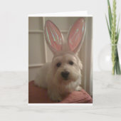 Westhighland Bunny Karte (Vorderseite)