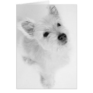 Westhochland-Terrier-Welpe