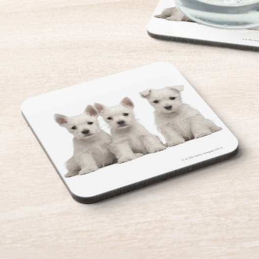 Westhochland-Terrier-Welpen (7 Wochen alt) Untersetzer (Linke Seite)