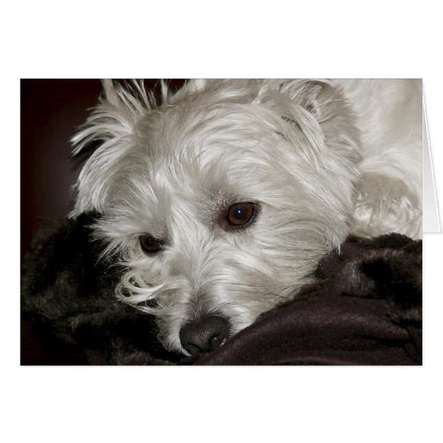 Westie (Vorderseite (Horizontal))