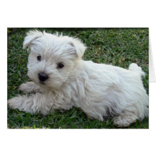 Westie