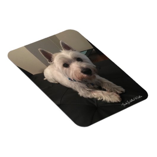 Westie 3"x4" Foto Magnet (Rechte Seite)