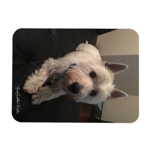 Westie 3"x4" Foto Magnet (Horizontal)