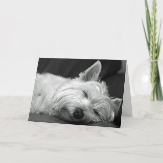 Westie Asleep Karte