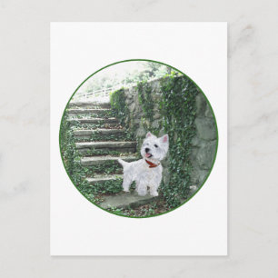 Westie auf den Efeustufen Postkarte