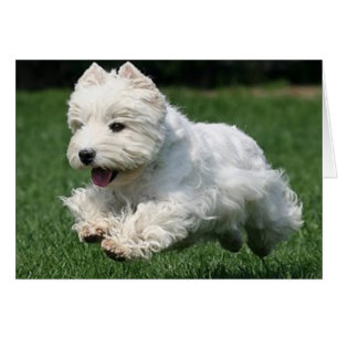 Westie Betrieb