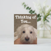 Westie Denken Sie an Ihr Foto Postkarte (Stehend Vorderseite)