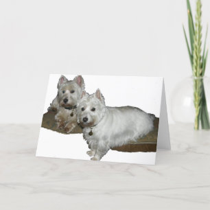 Westie Desi and Lucy Karte